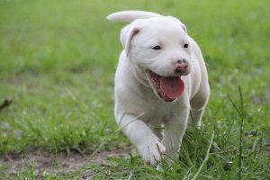 物、動物に使う関係代名詞